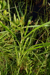 Rhynchospora macrostachya