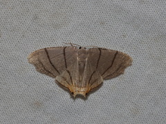 Orudiza protheclaria