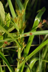 Rhynchospora macrostachya