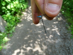 Chromagrion conditum