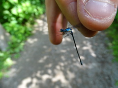 Chromagrion conditum