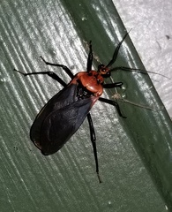 Rhiginia cinctiventris