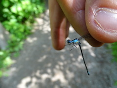 Chromagrion conditum