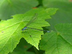 Chromagrion conditum