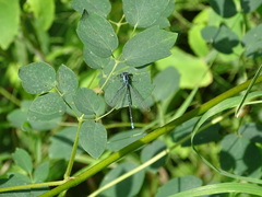 Chromagrion conditum