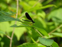 Calopteryx maculata