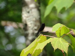 Calopteryx maculata