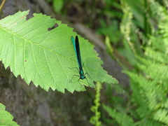 Calopteryx maculata