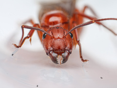Camponotus hannani