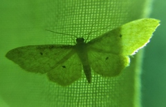 Idaea fuscovenosa