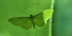 Idaea fuscovenosa