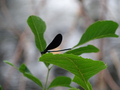 Calopteryx maculata