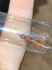 Camponotus hannani