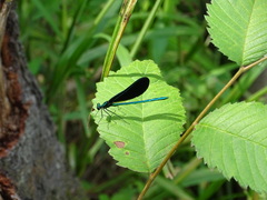 Calopteryx maculata