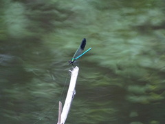 Calopteryx aequabilis