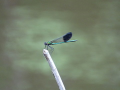Calopteryx aequabilis