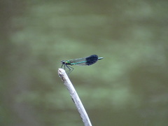 Calopteryx aequabilis