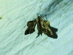 Smerinthinae