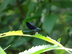 Calopteryx maculata