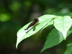 Calopteryx maculata