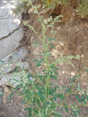 Chenopodium pratericola