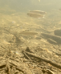 Ptychocheilus umpquae