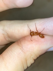 Camponotus hannani