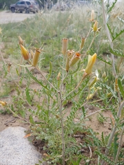Mentzelia rusbyi