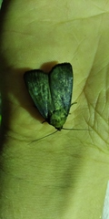 Amphipyra livida