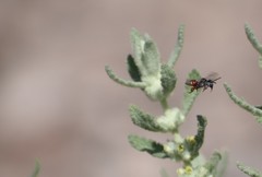 Triopasites penniger