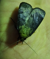 Amphipyra livida