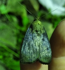 Amphipyra livida