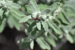 Triopasites penniger