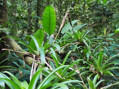 Werauhia