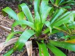 Werauhia