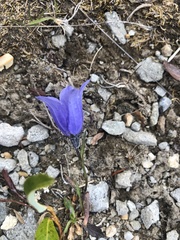 Campanula lasiocarpa