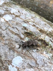 Lagocheirus araneiformis