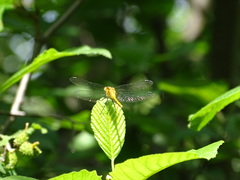 Sympetrum
