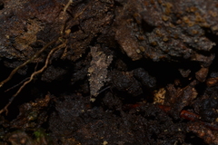 Misythus cristicornis