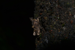 Misythus cristicornis