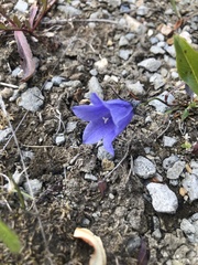 Campanula lasiocarpa
