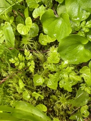 Coptis aspleniifolia