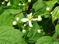 Clematis virginiana