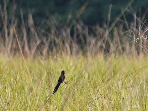 Marsh Widowbird (Euplectes hartlaubi), photo 3