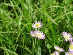 Erigeron philadelphicus