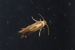 Philonome clemensella