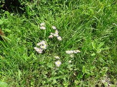 Erigeron philadelphicus