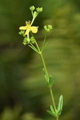 Hypericum cistifolium