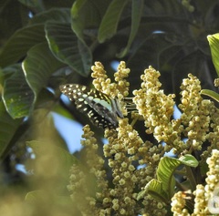 Graphium macfarlanei