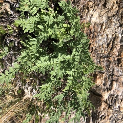 Myriopteris wrightii